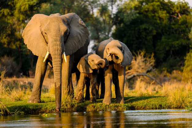 éléphants d'Afrique - freepik