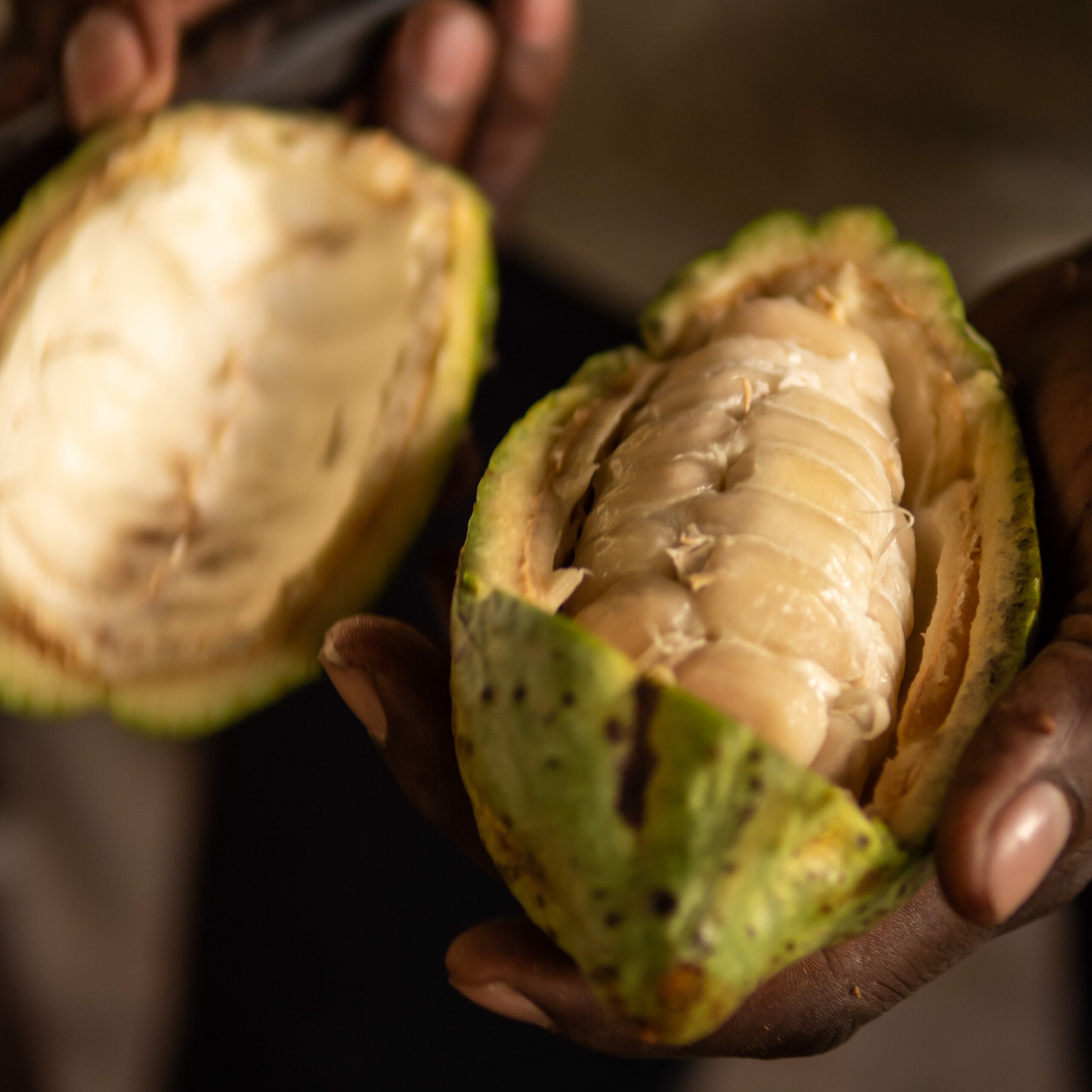 Cacao bio et chocolat équitable : quand la situation des planteurs rencontre enfin des alternatives @etresensibleasonenvironnement - photo de gebana