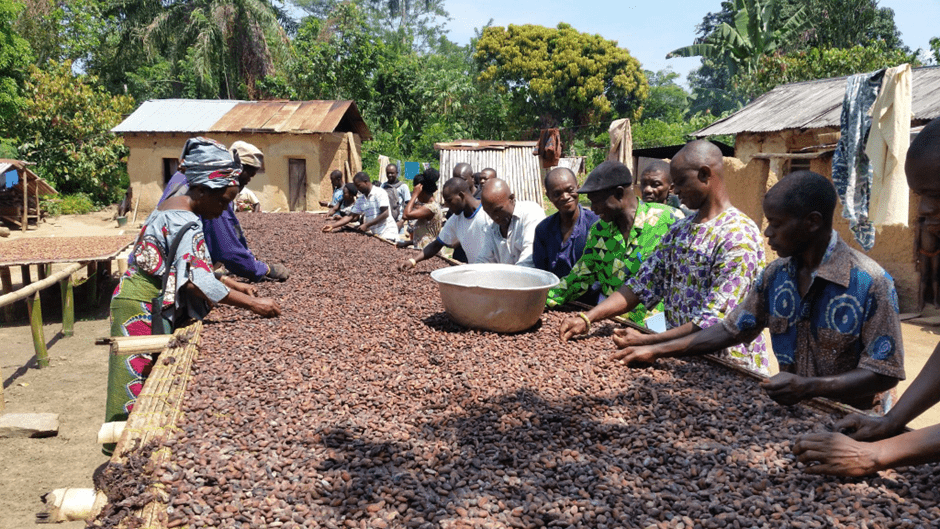 Entretien des fèves de cacao séchées @etresensibleasonenvironnement - photo de gebana