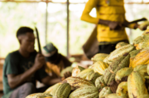 Article : Cacao bio et chocolat équitable : quand la situation des planteurs rencontre enfin des alternatives