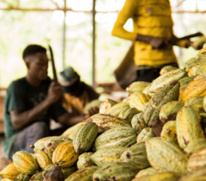 Article : Cacao bio et chocolat équitable : quand la situation des planteurs rencontre enfin des alternatives