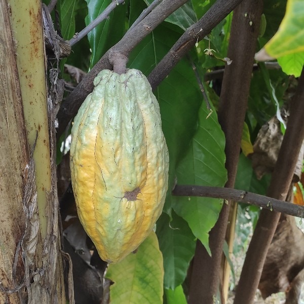 Almost mature cocoa pod from the agroecological farm DIATOULA-TERRES-DOUCES